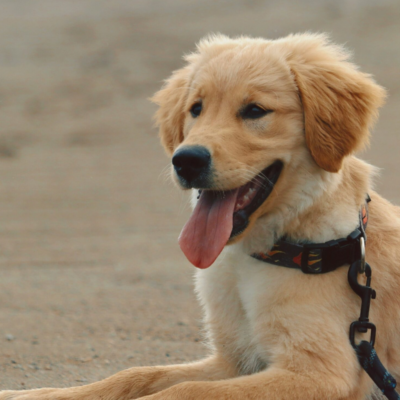 dog on st simons island beach