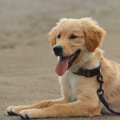 dog on st. simons island beach