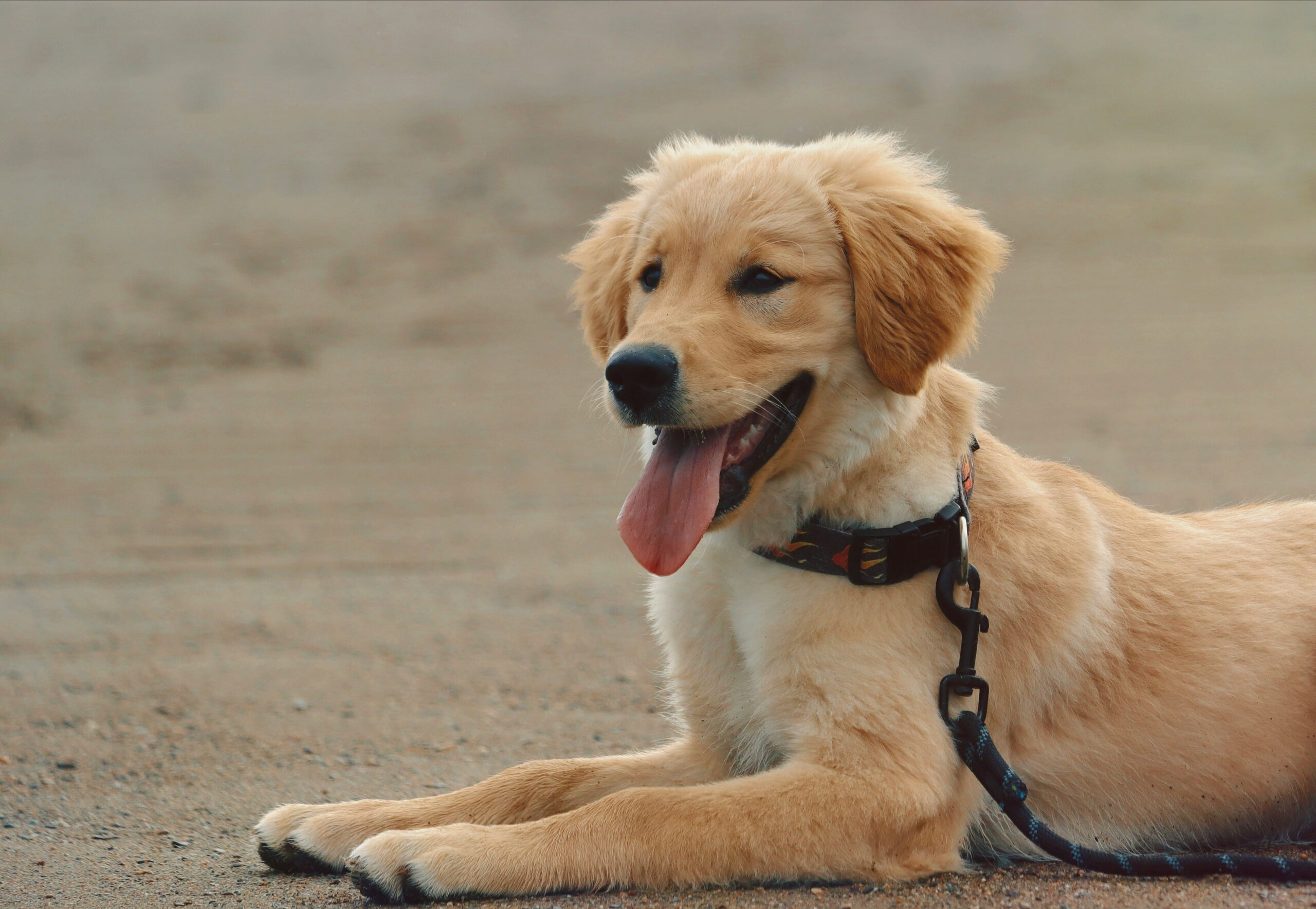 dog on st. simons island beach