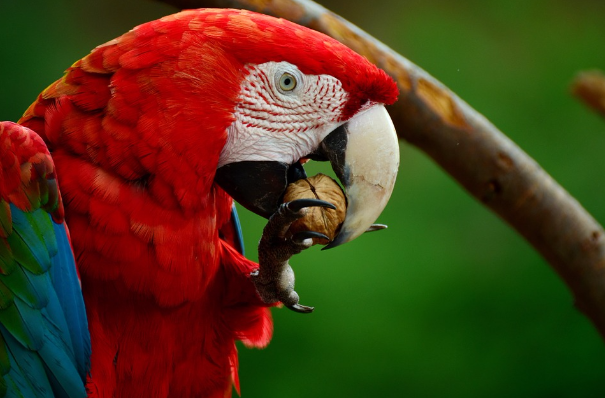image of bird Costa Rica National Park