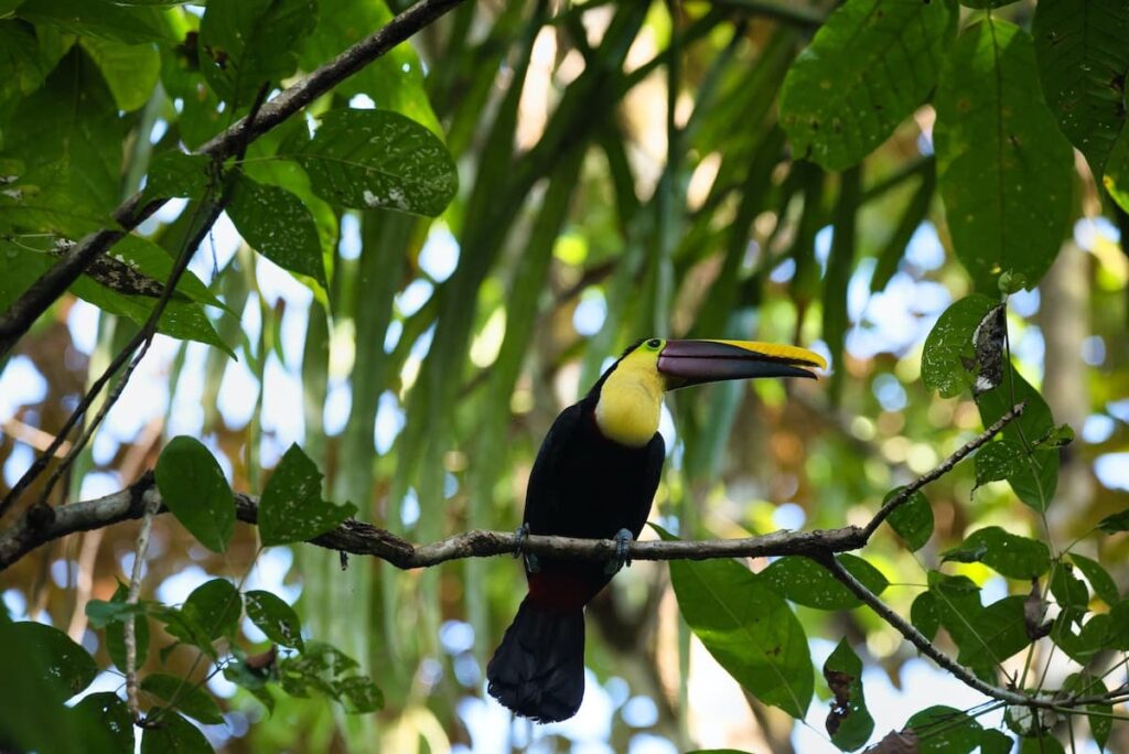 Billed Toucan at Manuel Antonio National Park