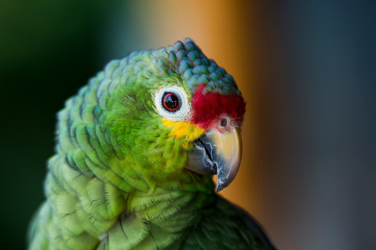 Green parrot in Tamarindo Costa Rica