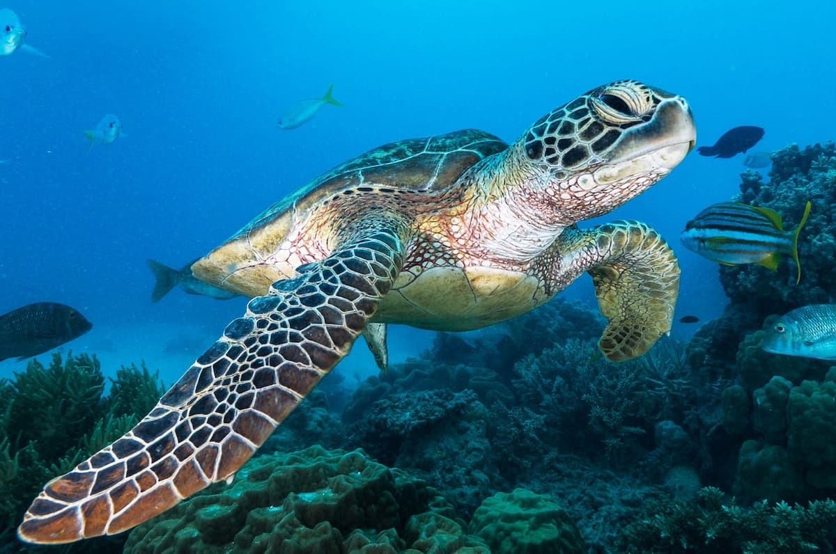 Scuba diving in Tamarindo at Christmas where you can see green sea turtles underwater