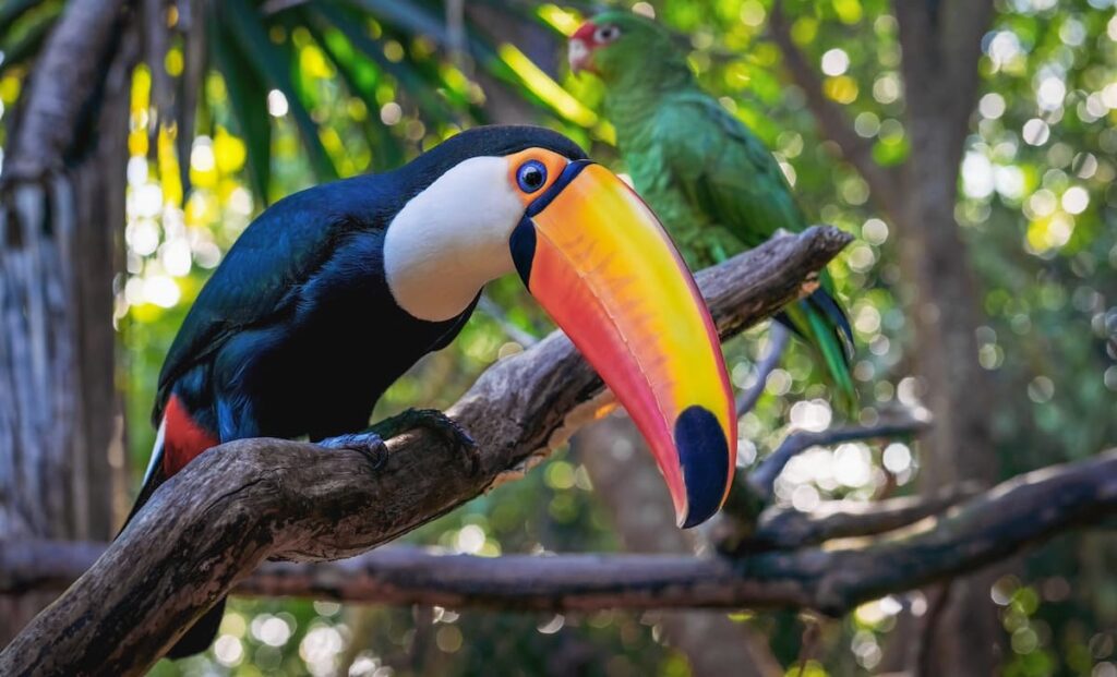 A toucan with a large yellow and red beak sitting on a branch with a green parrot behind it in Costa Rica