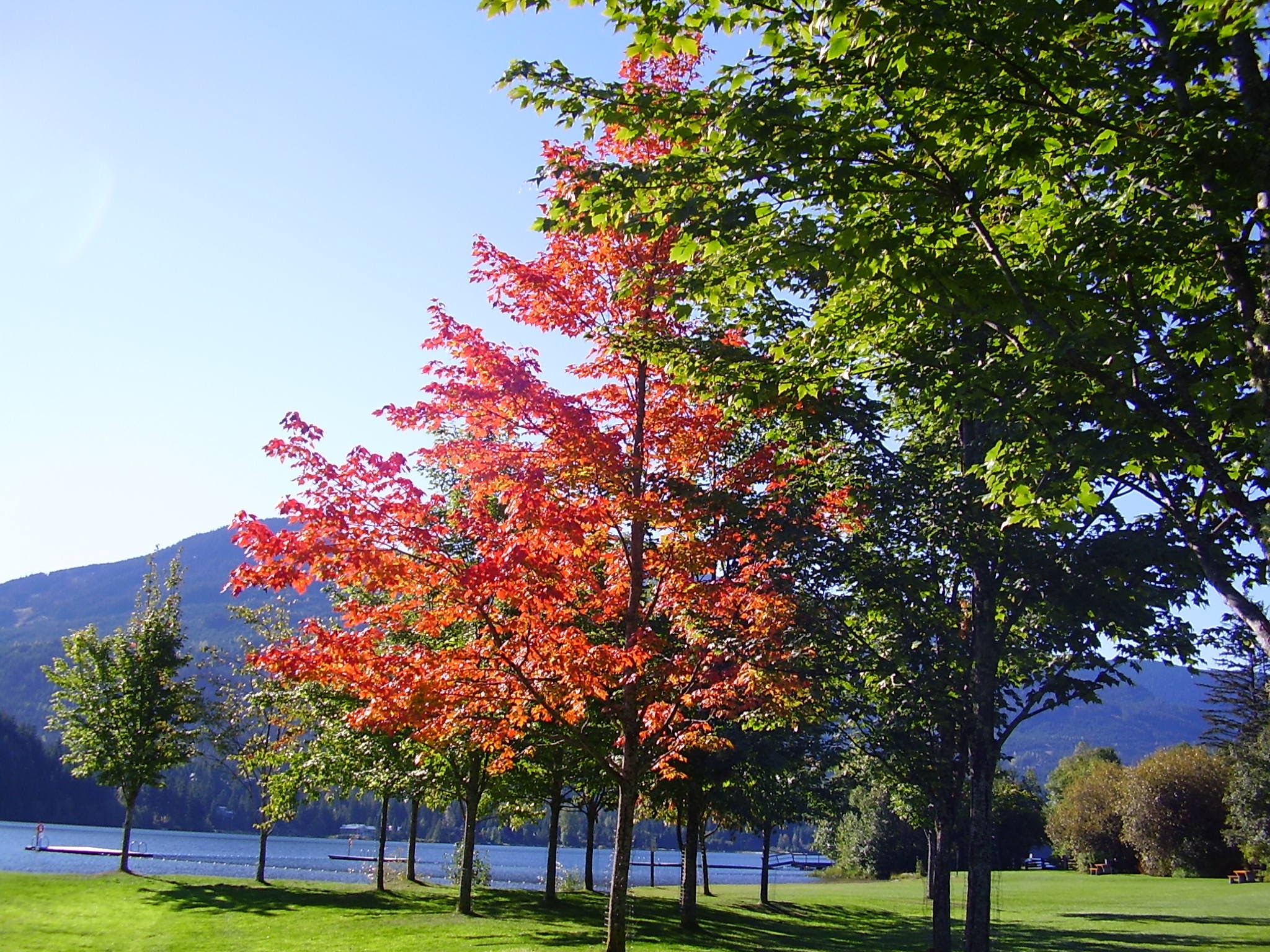 Whistler Breaks Fall Rainbow Park
