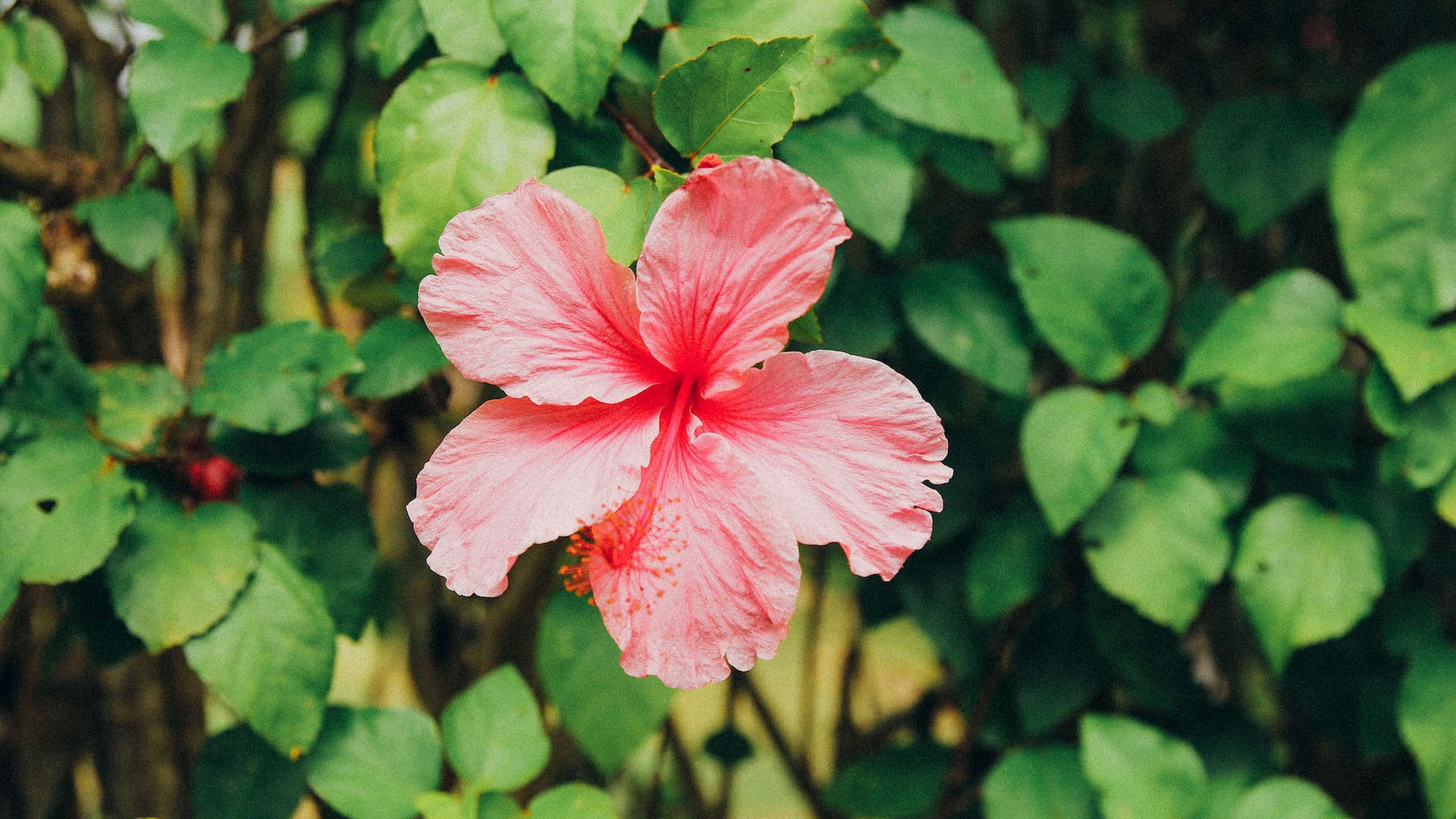 Bloom Kauai