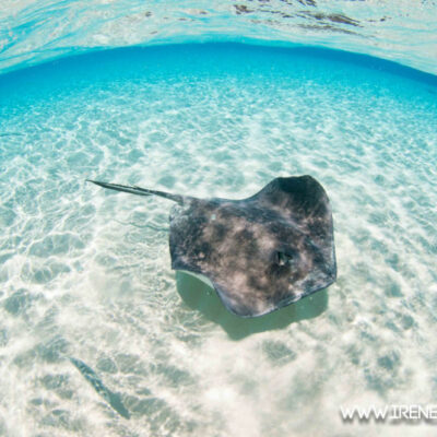image of Stingray on Cayman Island