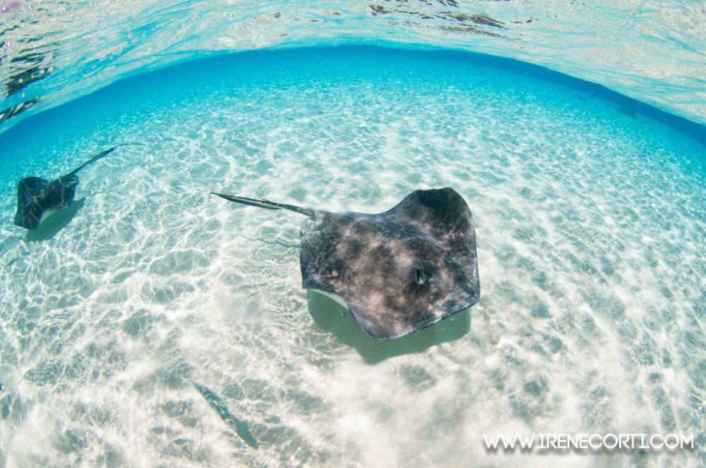 image of Stingray on Cayman Island