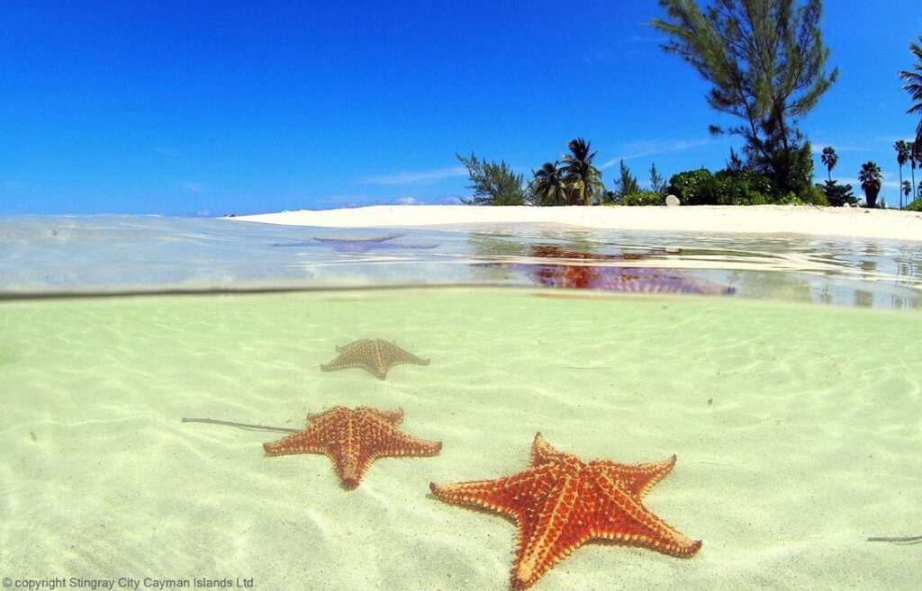 image of starfish at the sea