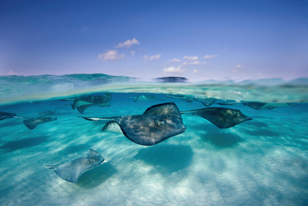Don't miss out and visit Stingray City
