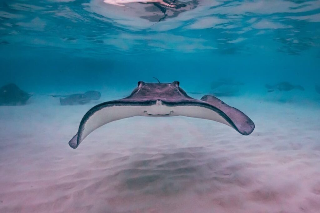 Stingray in Cayman Island