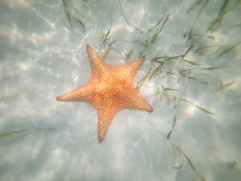 image of star fish on snorkel and diving