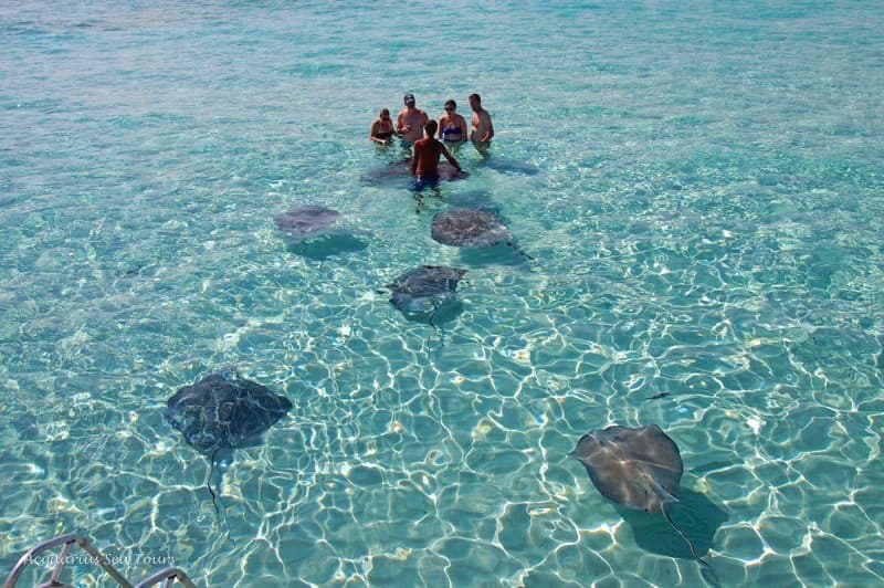 Wildlife in Stingray City