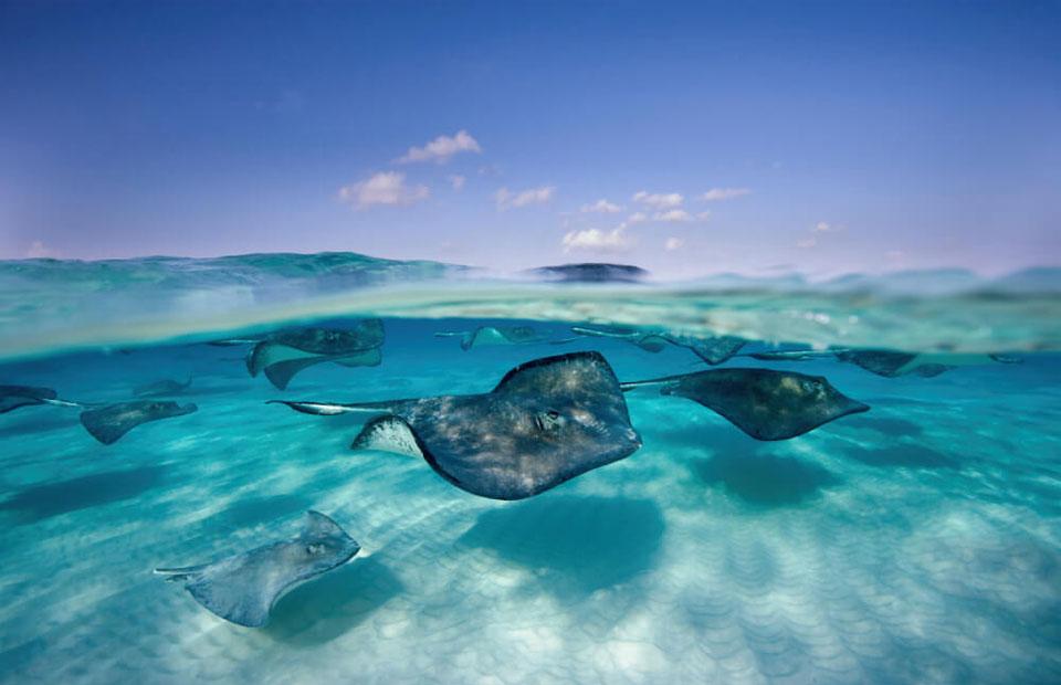 Don't miss out and visit Stingray City