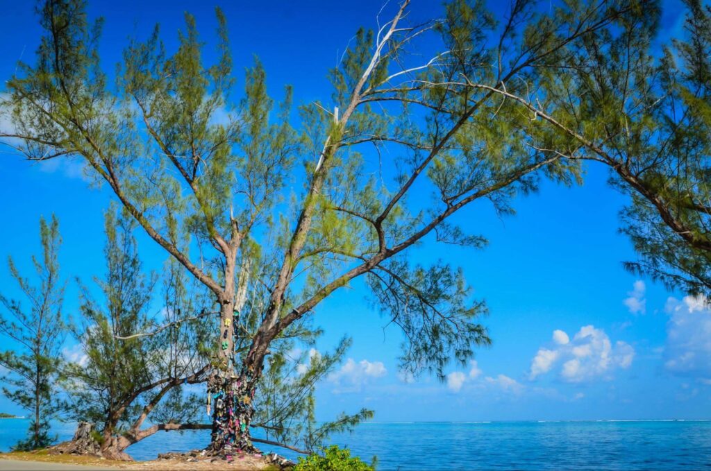 oddest tree in the Cayman Islands