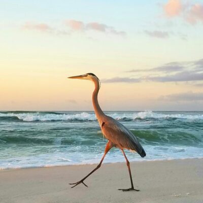 large seabird walking on the beach