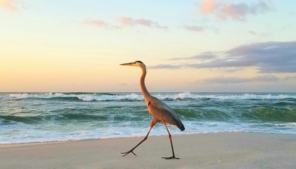 large seabird walking on the beach