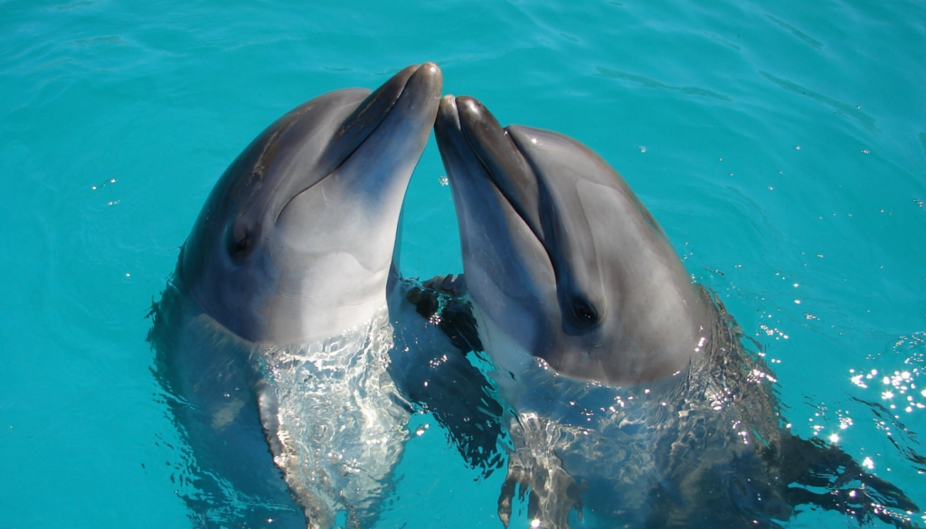 two dolphins in pool