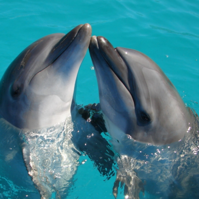 two dolphins in pool