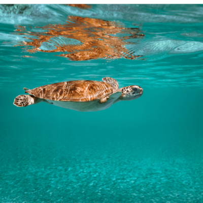 turtle swimming in the gulf of mexico
