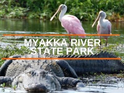 "Myakka River Park" Graphic