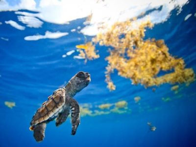 baby sea turtle