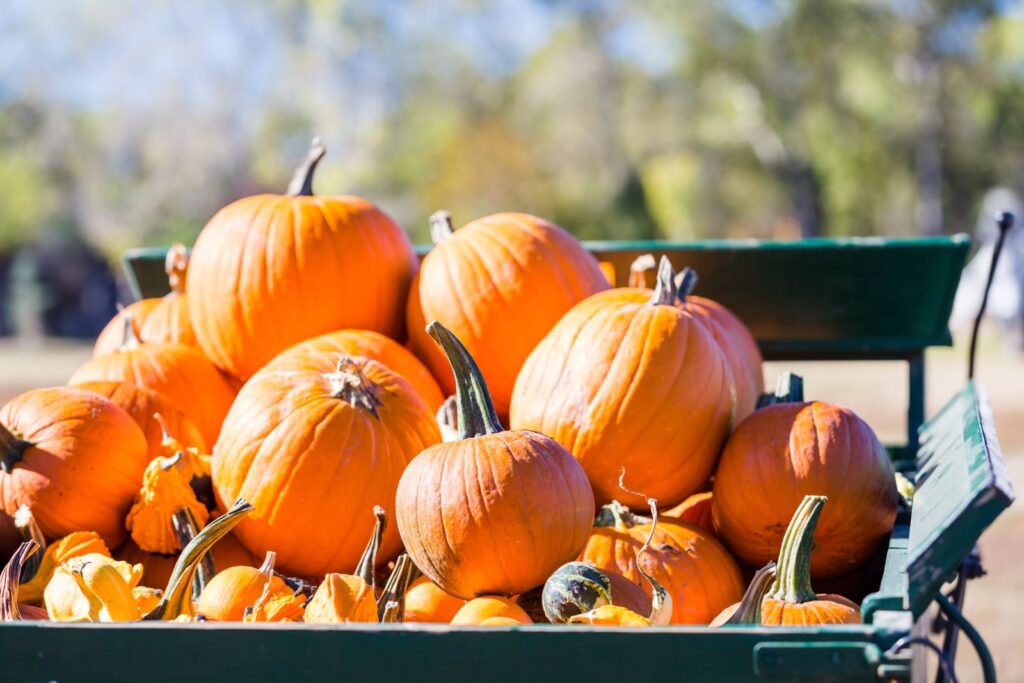 Pumpkin patch