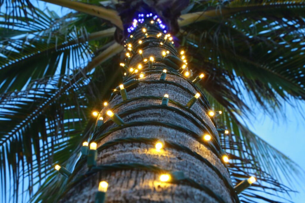 Palm tree with holiday lights