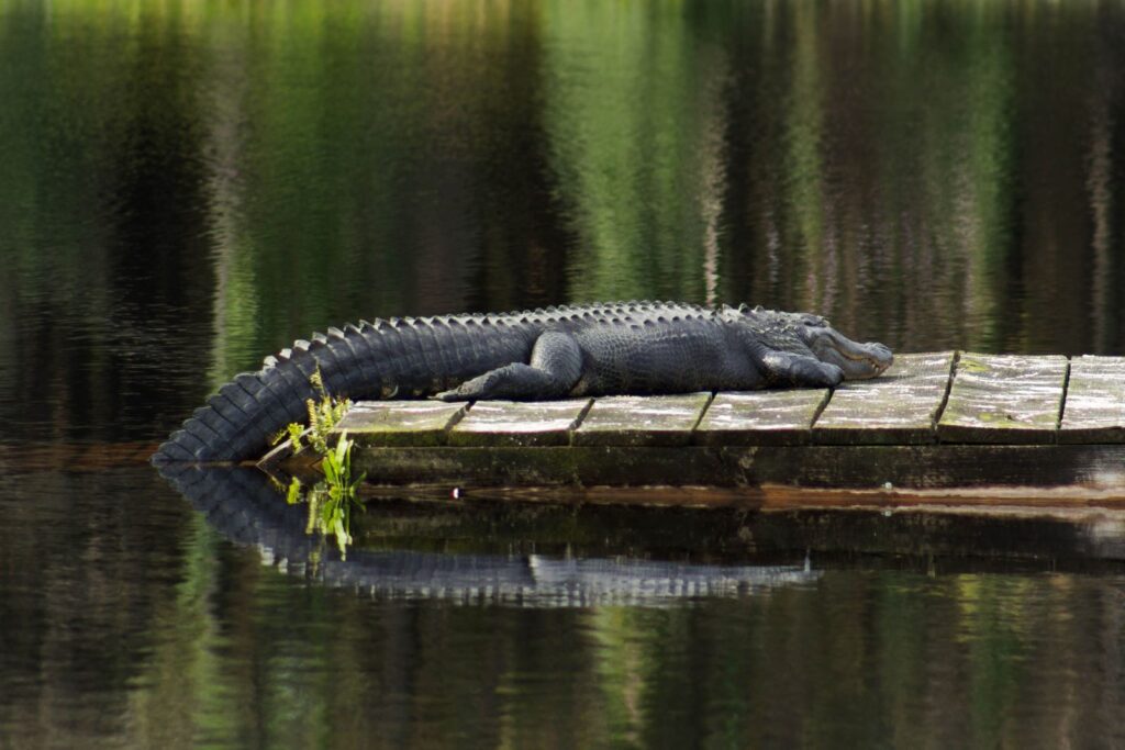 gator laying on dock