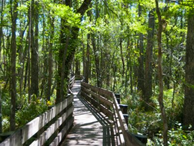 six mile cypress preserve trail/dock