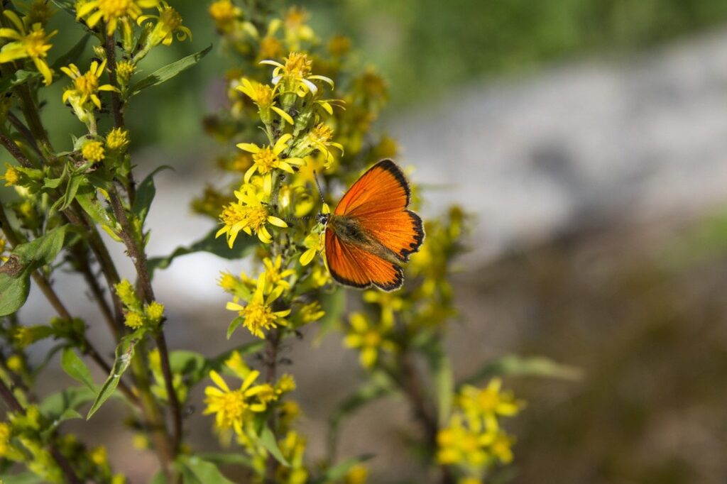 butterfly, insect, pollination-7868085.jpg