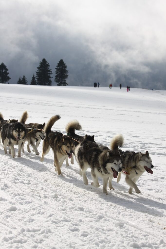 sled dogs, sports, snow-2691807.jpg