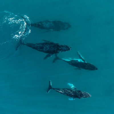 whale in a group