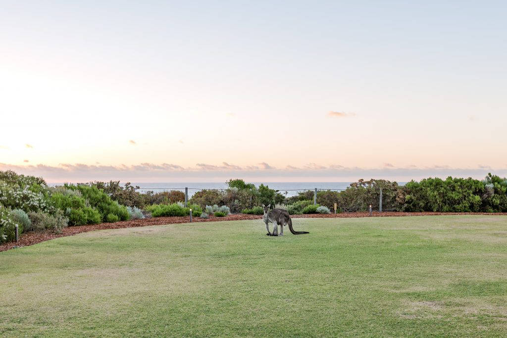 image of Kangaroo in Australia