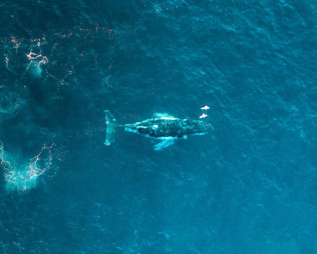 whales splash past  SouthWest, Australia