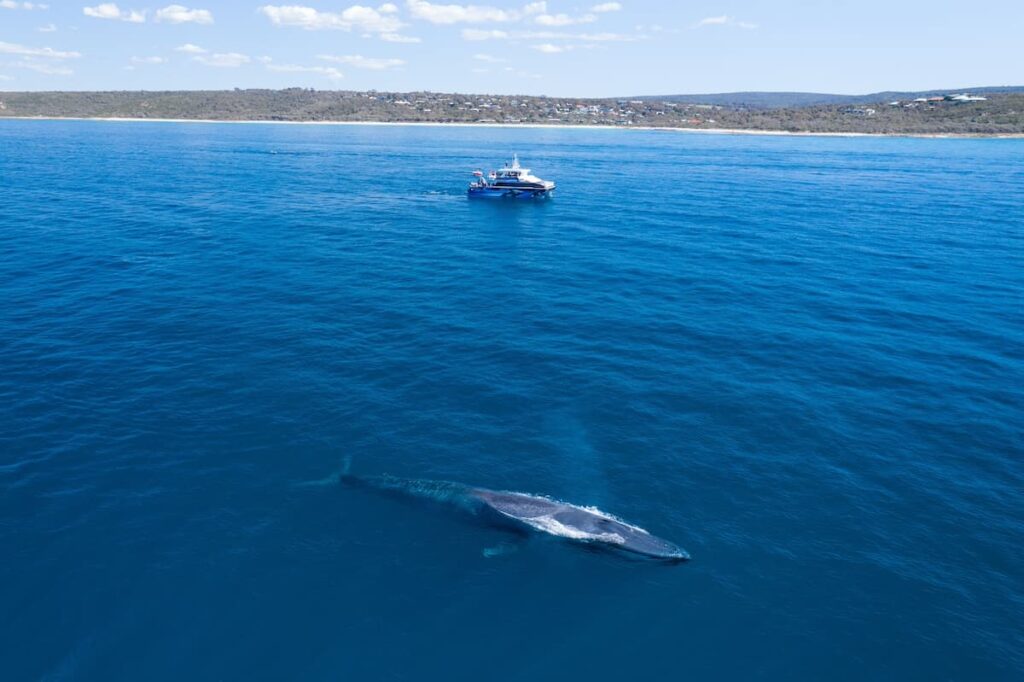 Aerial view of a large humpback whale in the blue waters swimming near a tour boat off the coast