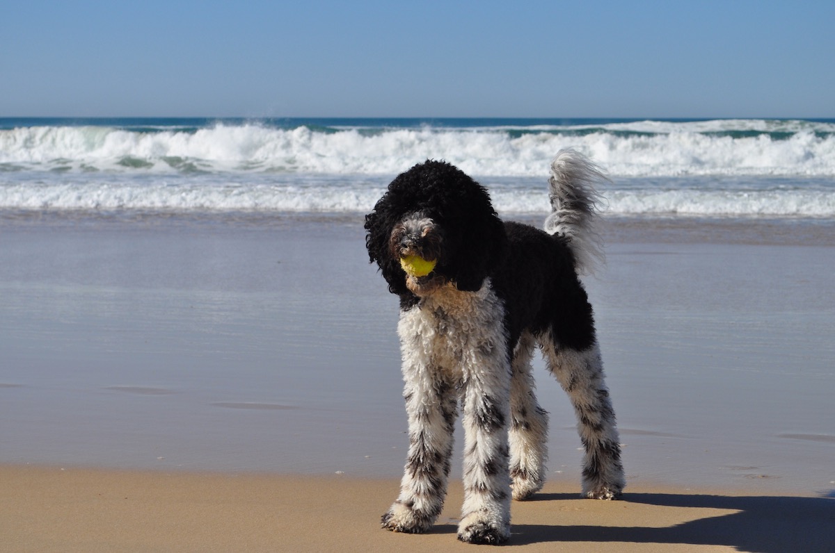Dog in Bussselton Beach