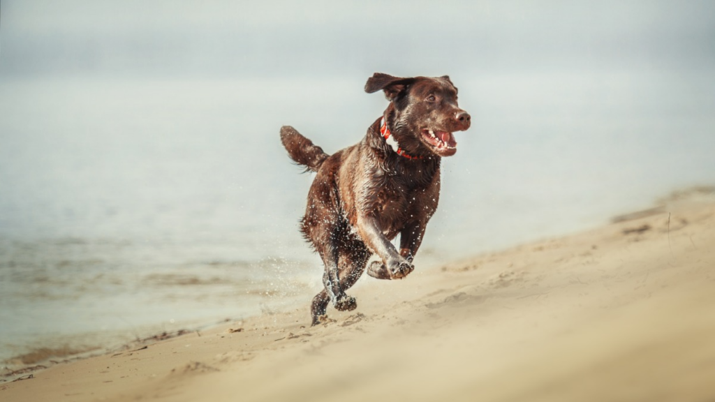 Dog running in Bussselton Beach
