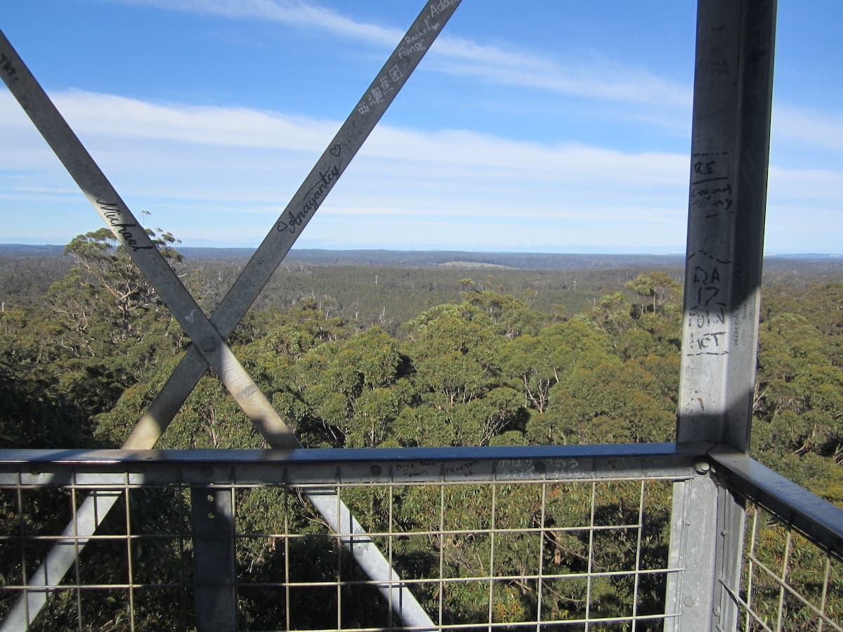 View of green forest from the top of the Gloucester Tree in Pemberton