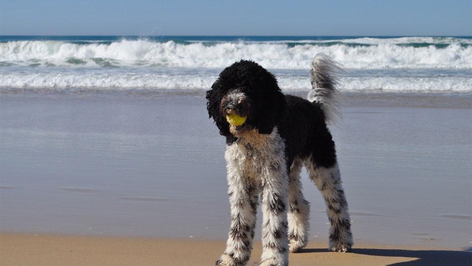 Dog in Busselton Beach