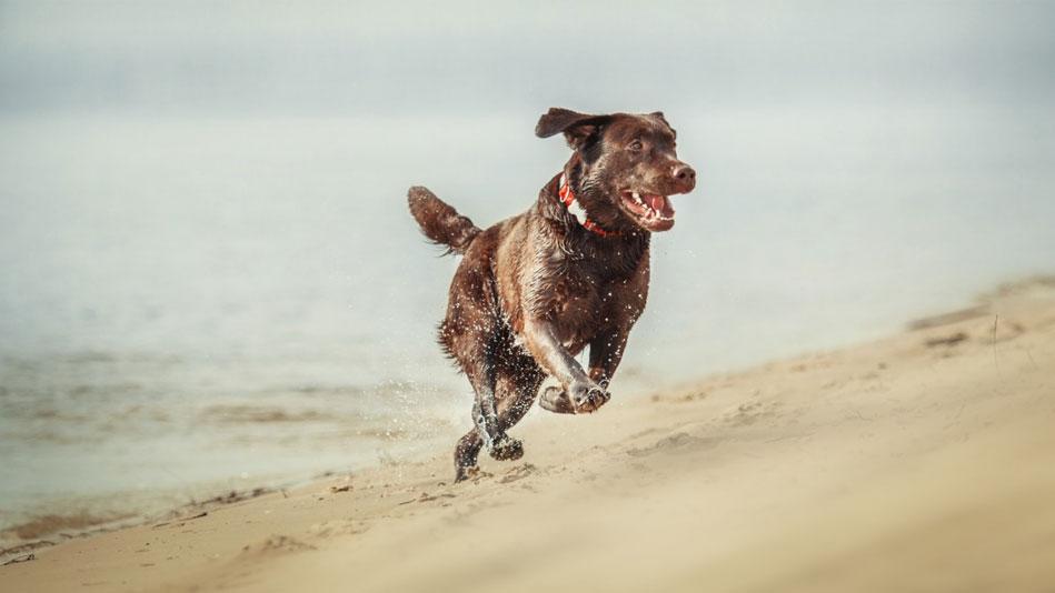 Dog running in Bussselton Beach