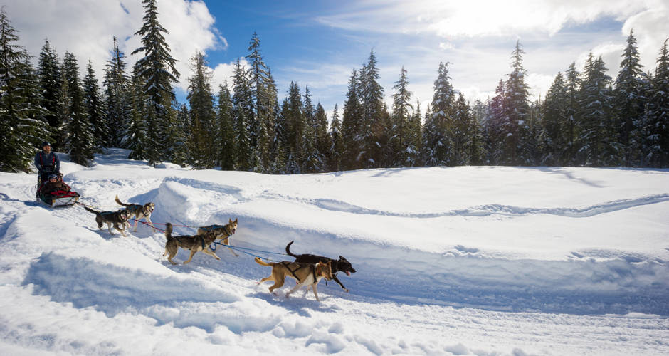 Whistler Dog Sledding