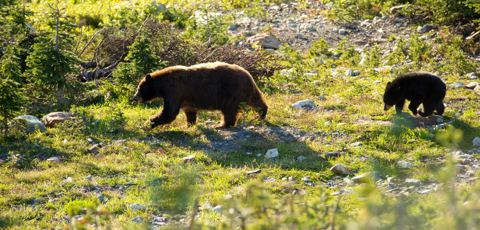 Whistler Bear Tour