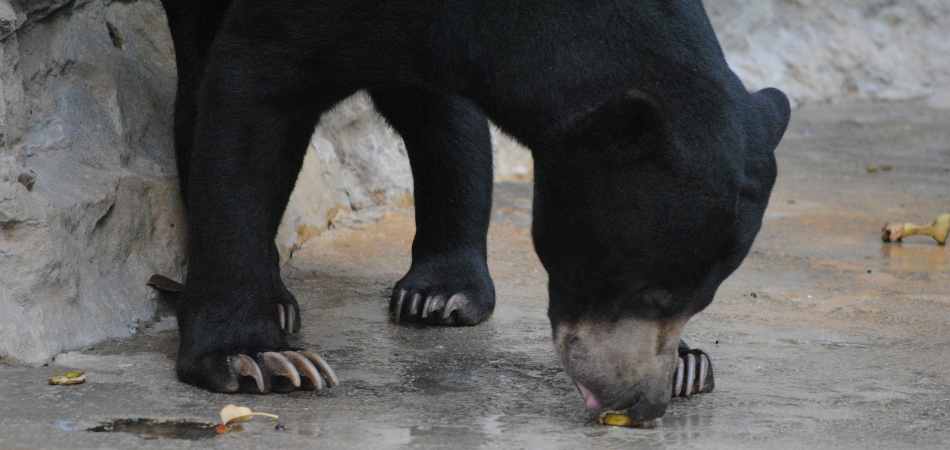 Whistler black bear eating