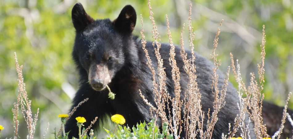 Young black bear in Whistler