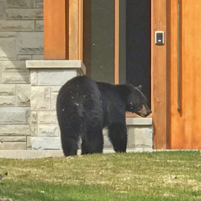 Bear in home kadenwood