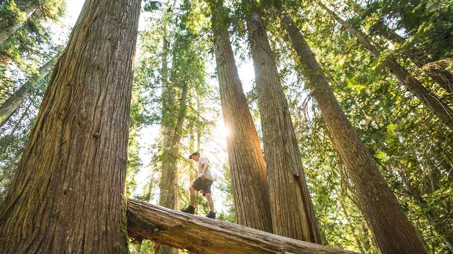 image of some oldest trees over 1000 years.