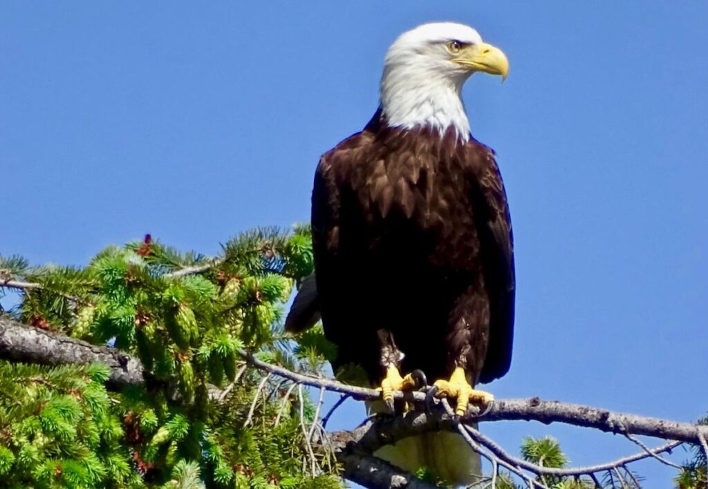 Bald Eagles watching over