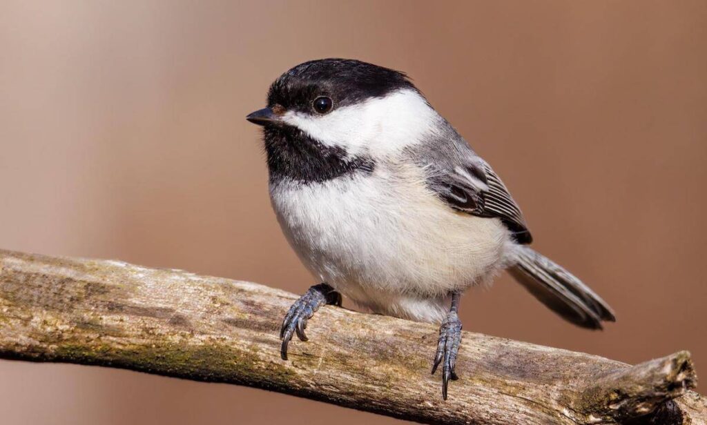 Black-Capped Chickadee in Whistler