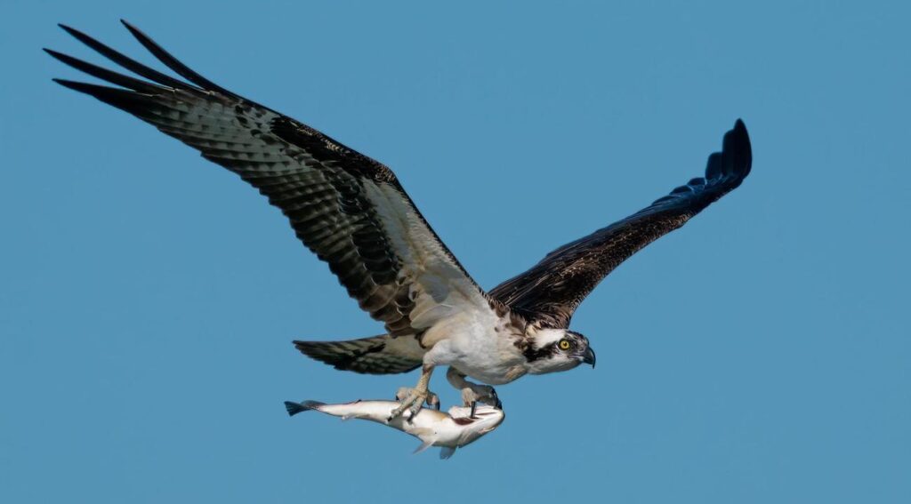 Osprey bird